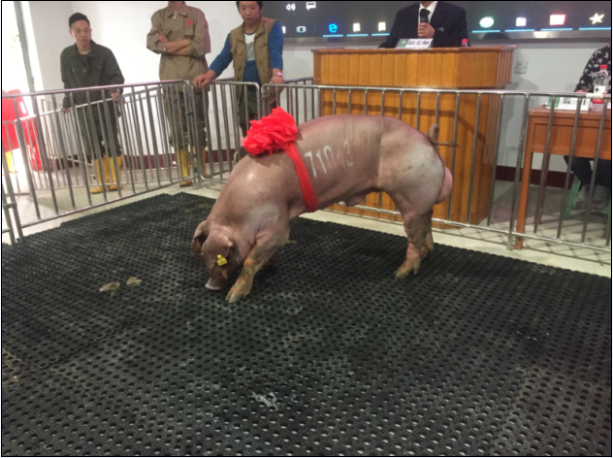 祝贺金农谷在第十七届种猪拍卖会中成功拍回冠军种猪